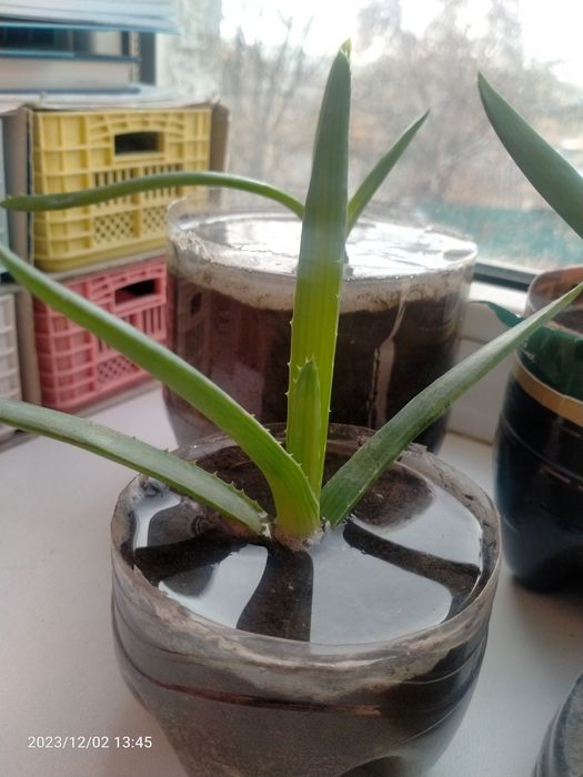 Продам Алоэ Вера