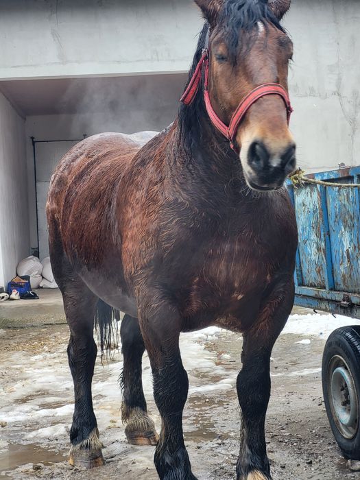 Cal castrat 5 ani 900kg