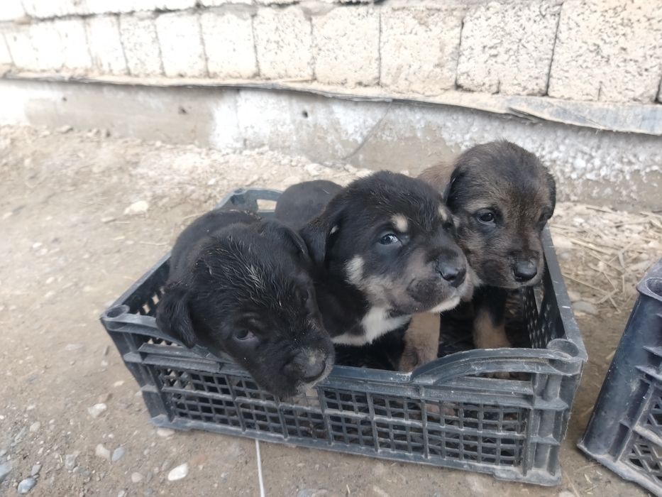 Lablador bolalari bilan