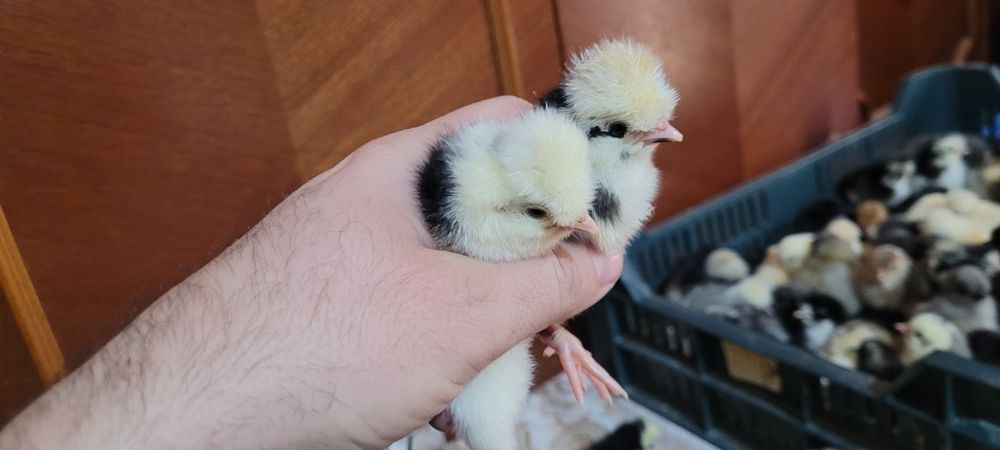 Pui de găină, somborska kaporka, pita pinta,moțati și golaș