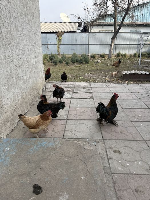 Куры карликовые, петух