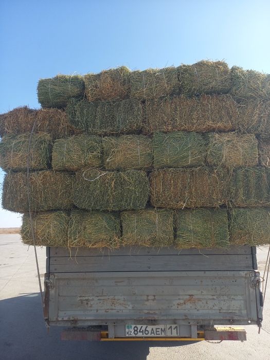 Жонышка  бар жаксы