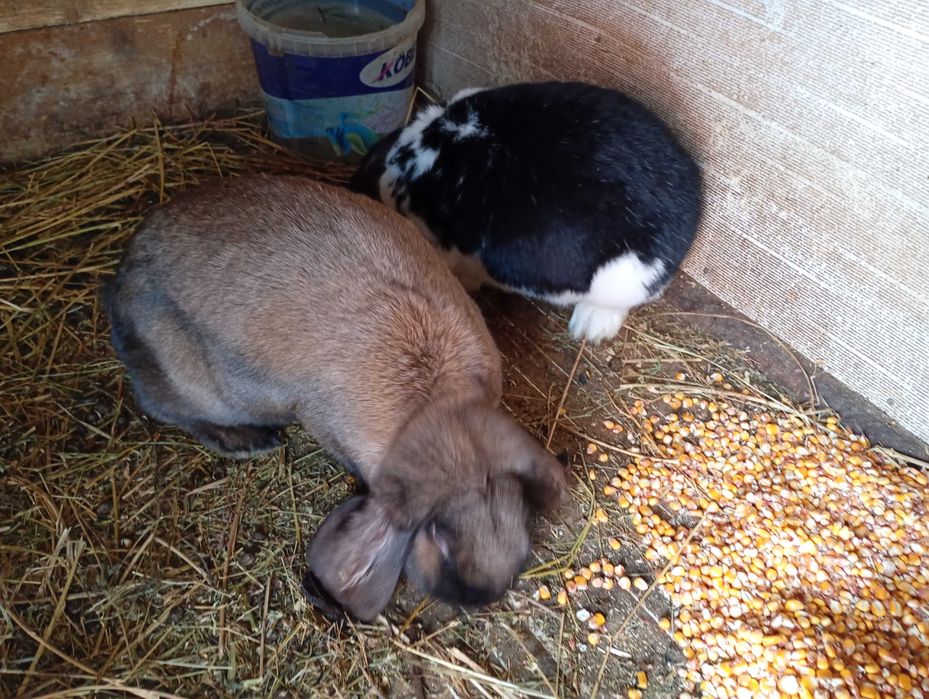 Iepuri fluture german și berbec german