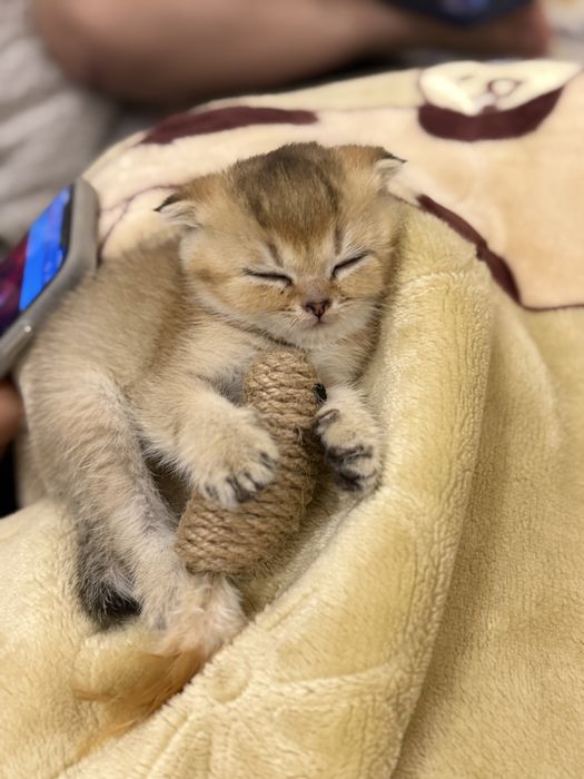 Золотая шиншилла