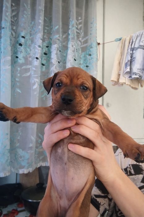 Продаются щенки Американского стаффордширского терьера