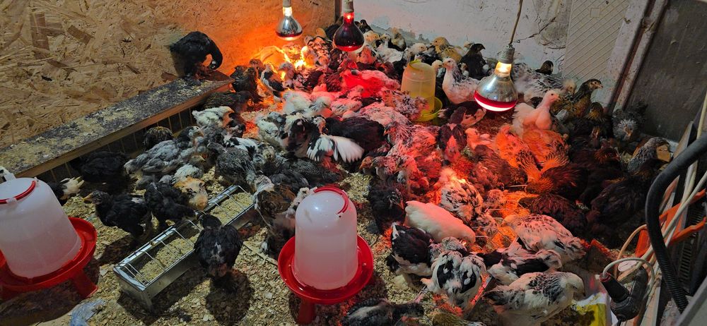 Pui rasă brahma si cochinchina urias