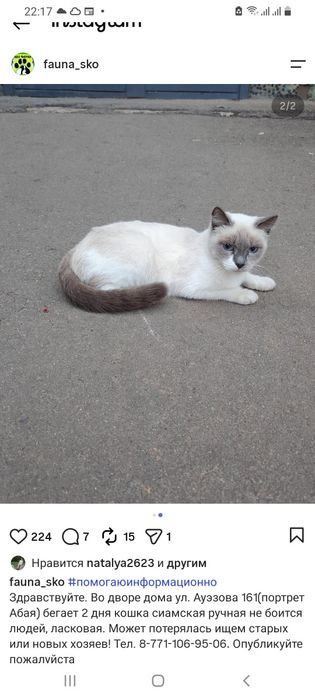 Красивая сиамская кошечка