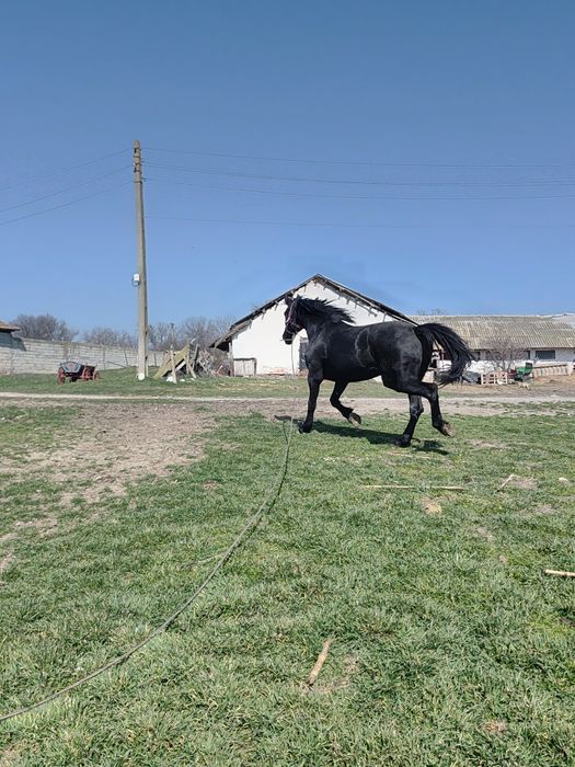 Vând iapă de 6 ani metis de Nonius cu Frizian
