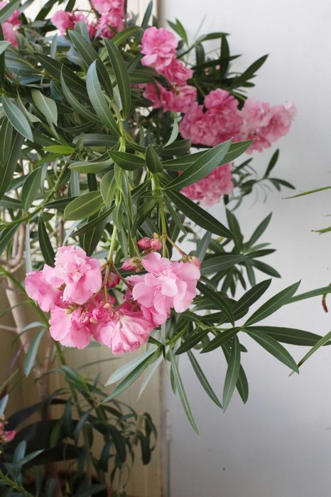 Олеандр махровый розового цвета