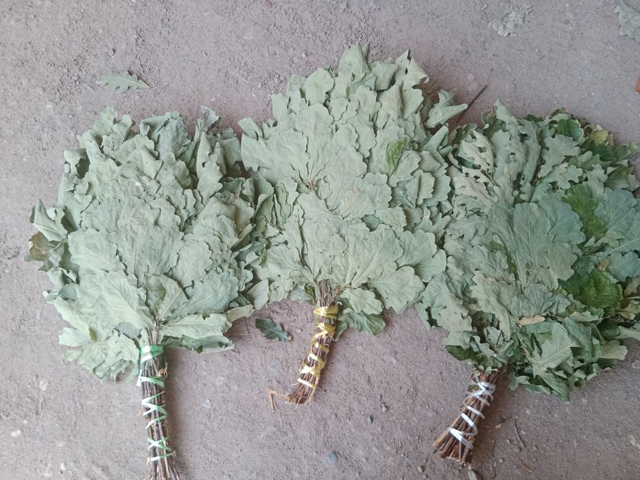 Дубовый веники..