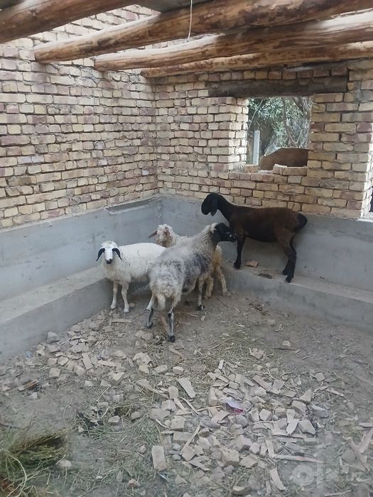 Qazoqichalar sotiladi oqchalar