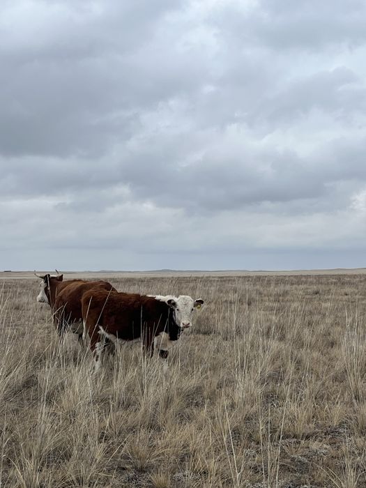 Потсостар сатылады