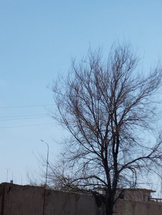 Отын сатылады томар