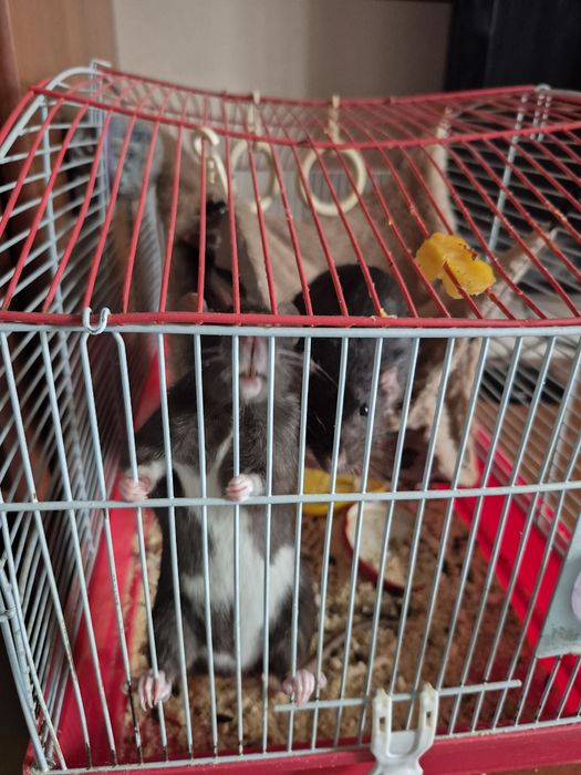 Продам 2х крысок!