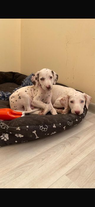 Щенки далматинца чистокровные