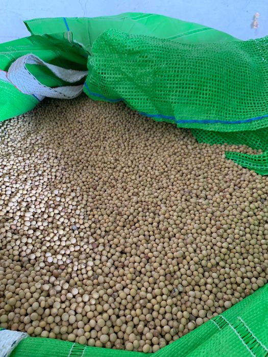 Soia Sămânță Pioneer Certificată C2