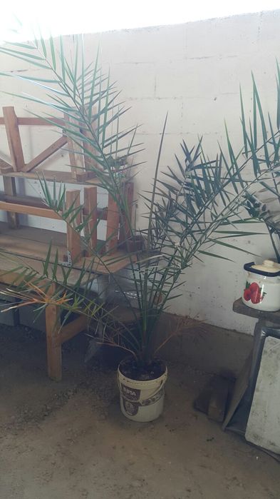 Цветы растение, пальмаьма, финики