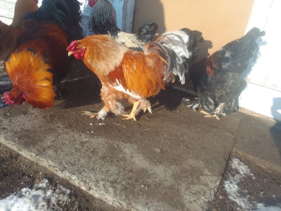 Продам петухов БРАМА 4000т