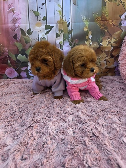 Всички ваксини!Малтипу момичета/майка малтипу баща тийкъп пудел