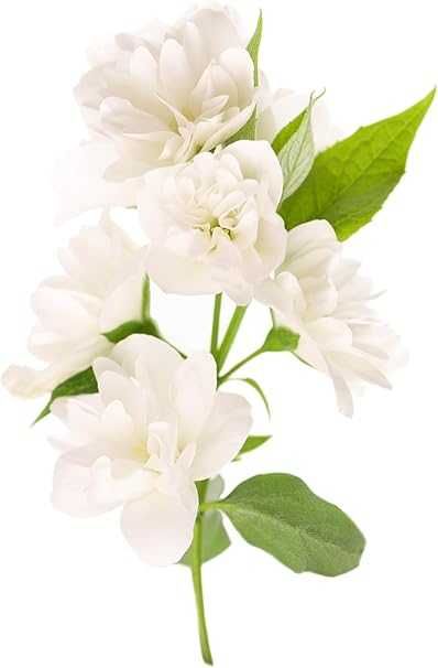 Влагоабсорбатор Aquafloow JASMINE 400 мл 6 бр. Жасмин