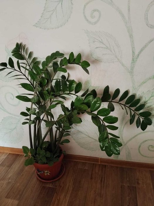 Денежное дерево  Замиакуль
