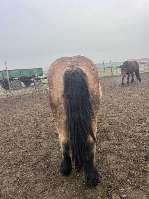 De vânzare mânză grea