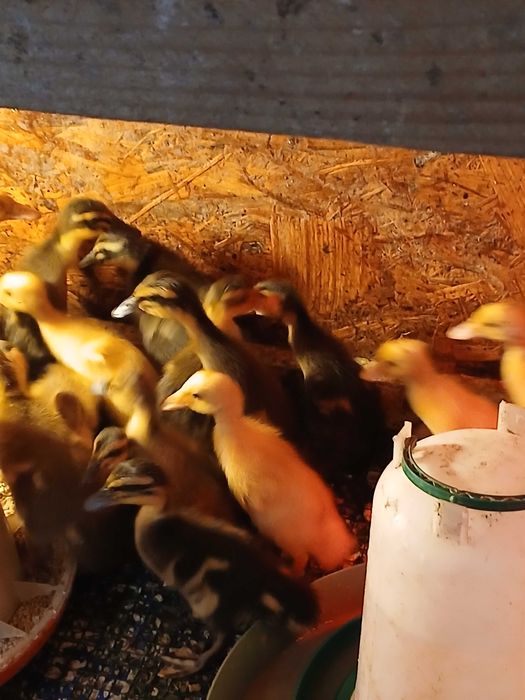 Boboci de Rata Alergatoare Indiana