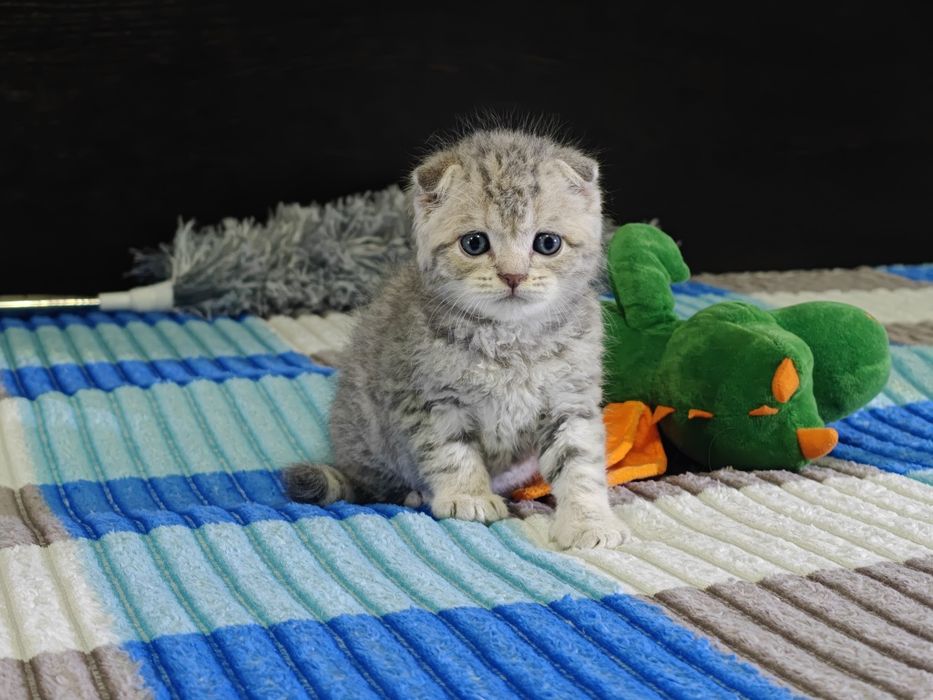 Пушистые комочки счастья