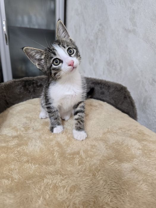 Отдаём котят мальчик и девочка, в добрые  и  ответственные  руки.