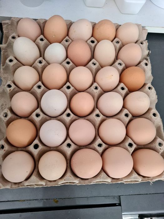 Oua pentru incubat Australorp