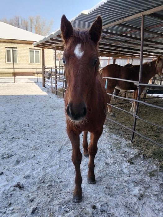 Таза Канды Тайлар сатылады