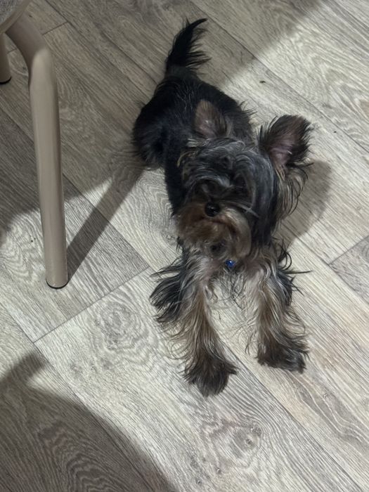 Yorkshire terrier toy