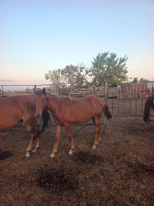 Кобылки полтарашки