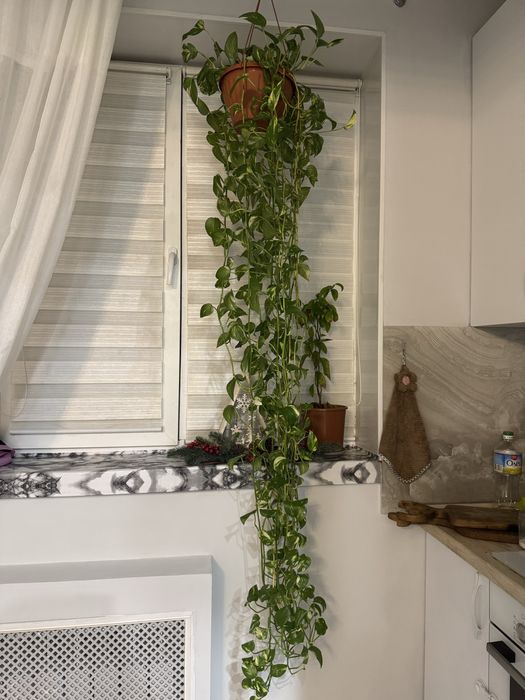 Сциндапсус цветок