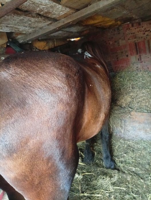 Vand un cal castrat foarte cuminte bun de  ham