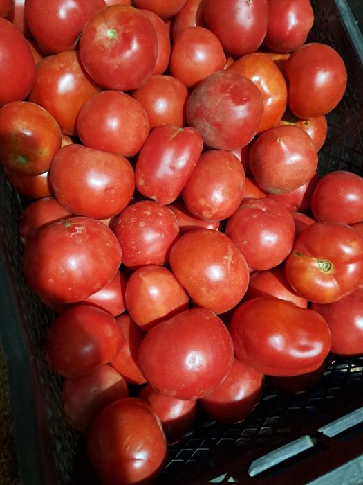 Продам дачные помидоры