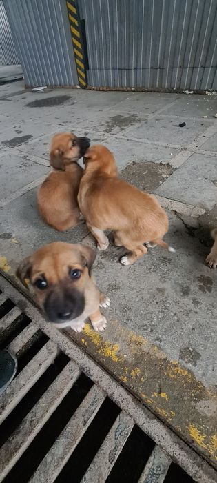 Отдам щенят, на охрану, или на частную территорию.