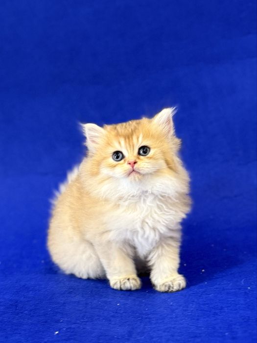 Золотая шиншилла