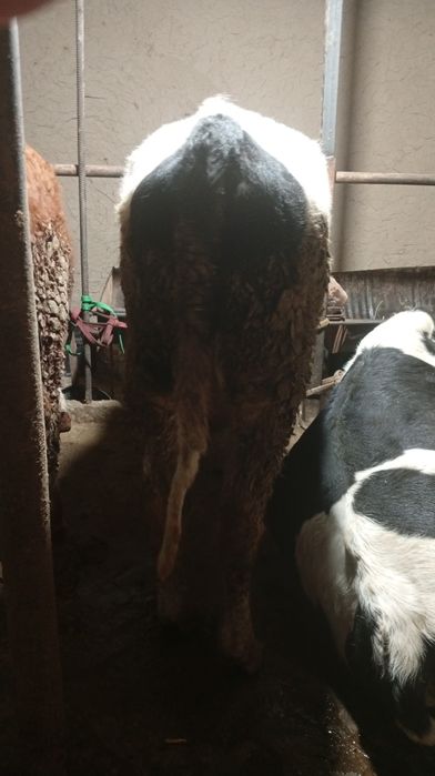 Buqacha sotiladi 1.30 Dan baland boʻyli