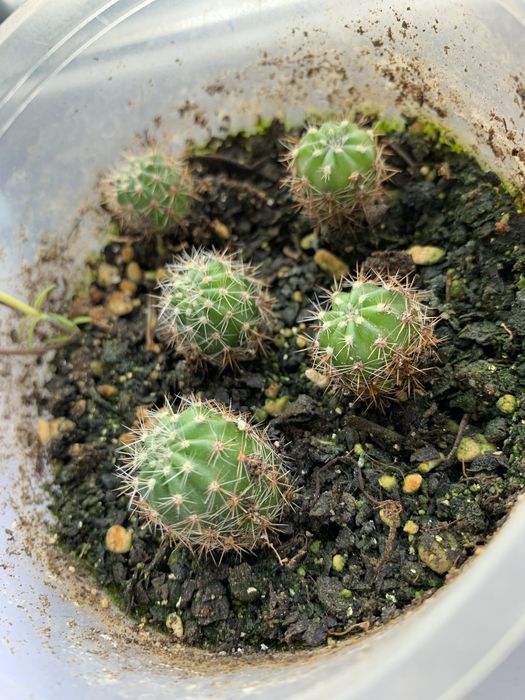 Кактусы детки продам