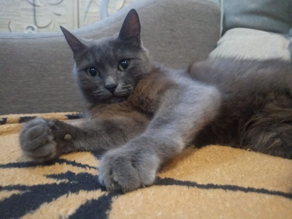 Пропала кошка пропала кошка