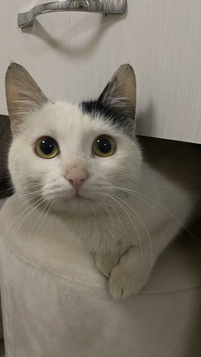 Кот продаётся в хорошие руки