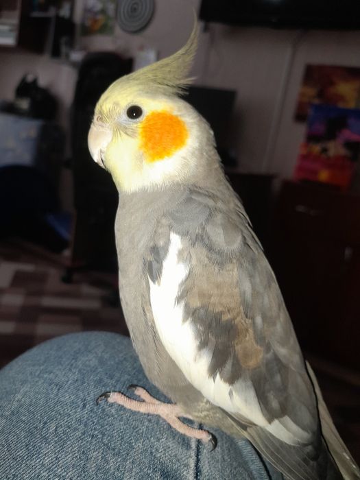 Продам попугая кореллу