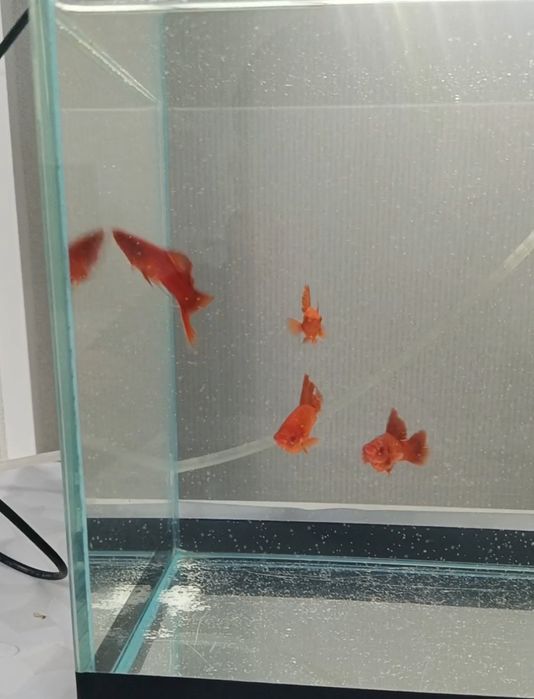 Продается 2 пар меченосец брокколи