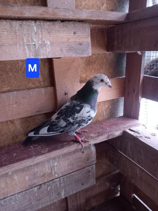 Porumbei voiajori sport