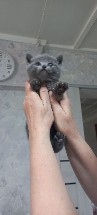 Продаются  породистые   котята голубые шиншилы Скотиш фолд и страйт.