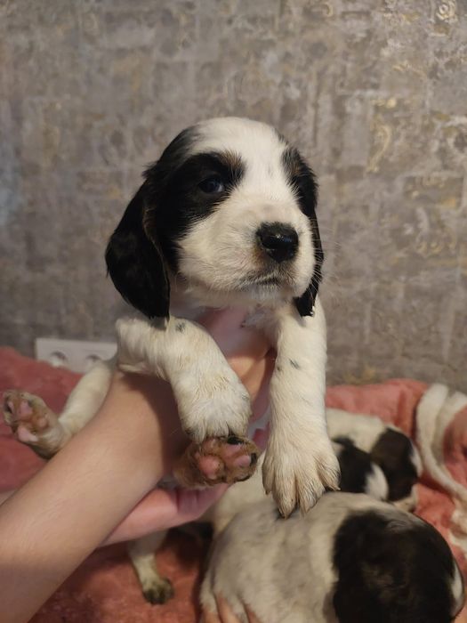 Русский спаниель