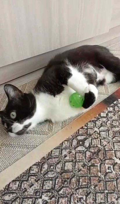 Милая кошечка ищет дом