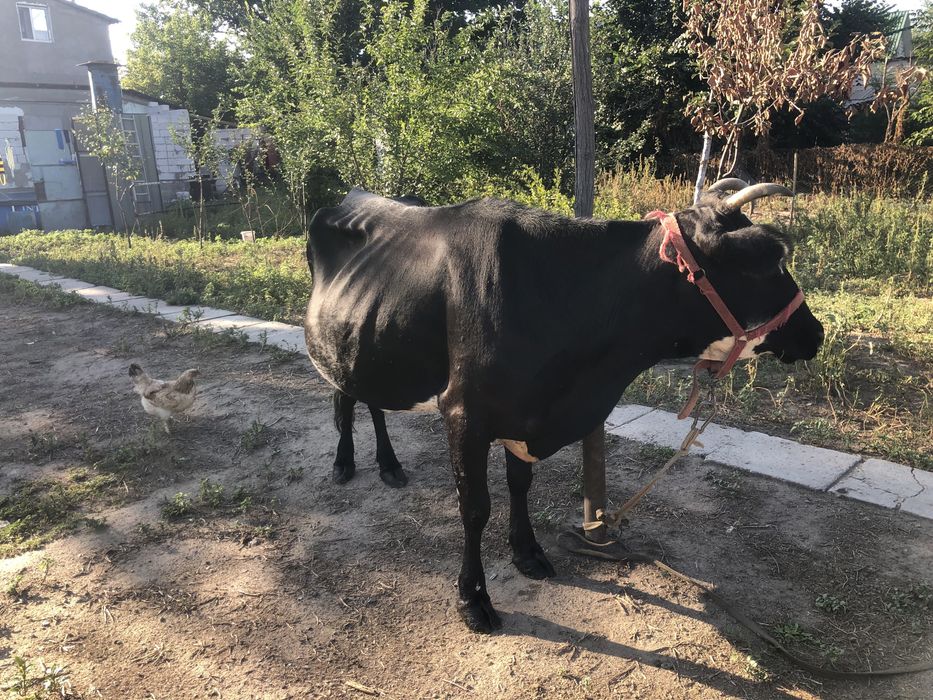 Сиыр Сиыр Корова