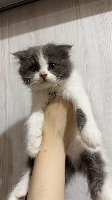 Продается котята